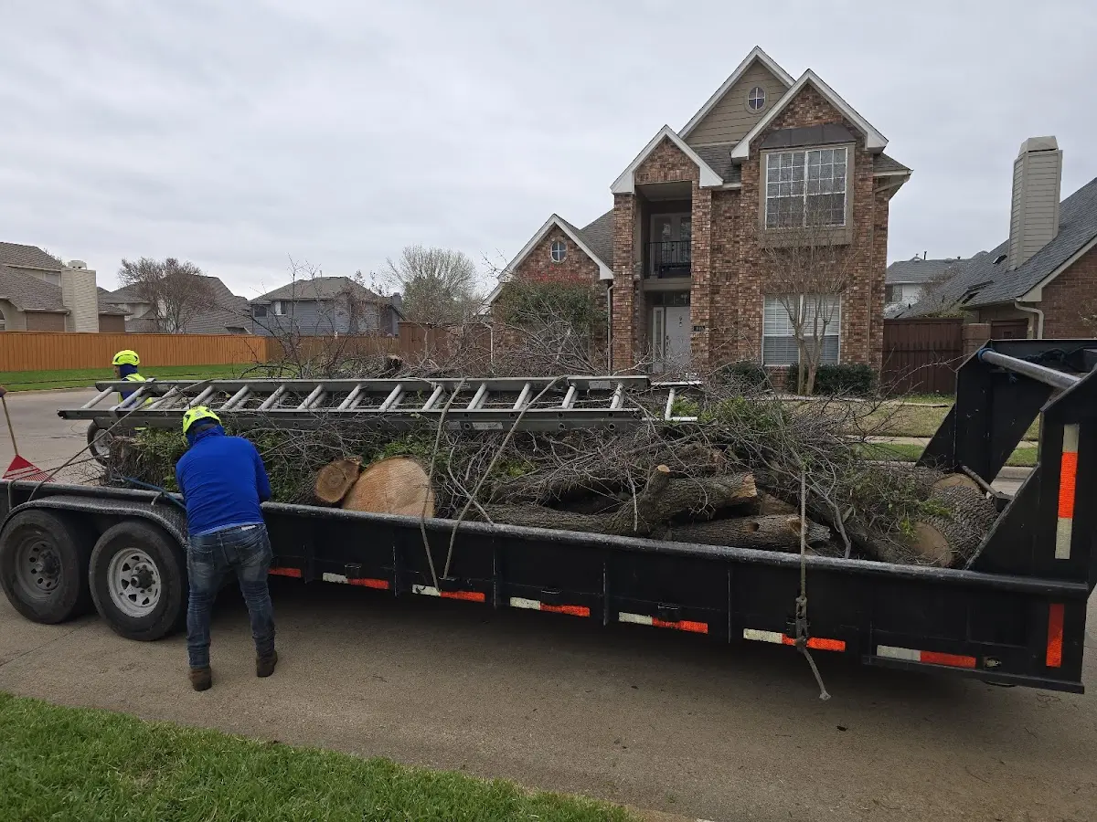 Expert Tree Fertilization with proper safety equipment in Sledge